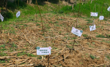 冠航機(jī)械開展“草長鶯飛日、植樹增綠時(shí)”主題活動(dòng)